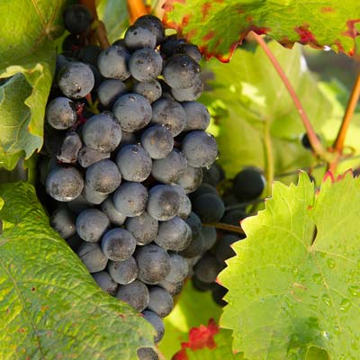 Rotwein Weinrebe Weinpatenschaft (Bild: Weingut Volker Barth)