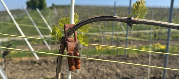 Pheromonfallen im Weinberg (Bild: Weingut Volker Barth)